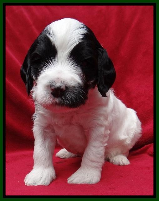 Dawn Rugby pups 4 wks old 161