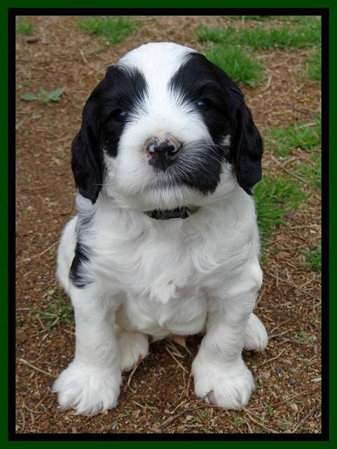 Dawn Rugby pups 5 wks old 331
