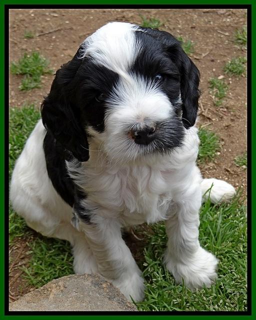 Dawn Rugby pups 6 wks old 241