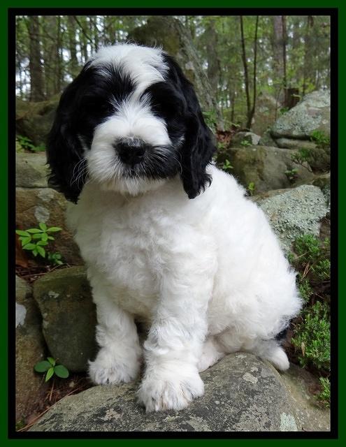 Dawn Rugby pups 8 wks old 121