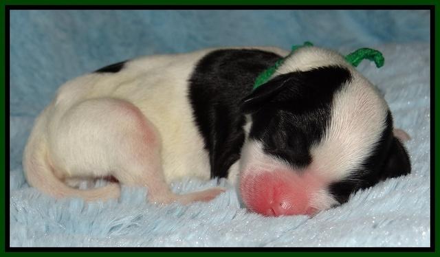 Dawn Rugby pups newborn 121