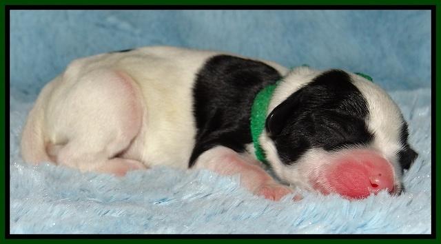 Dawn Rugby pups newborn 141