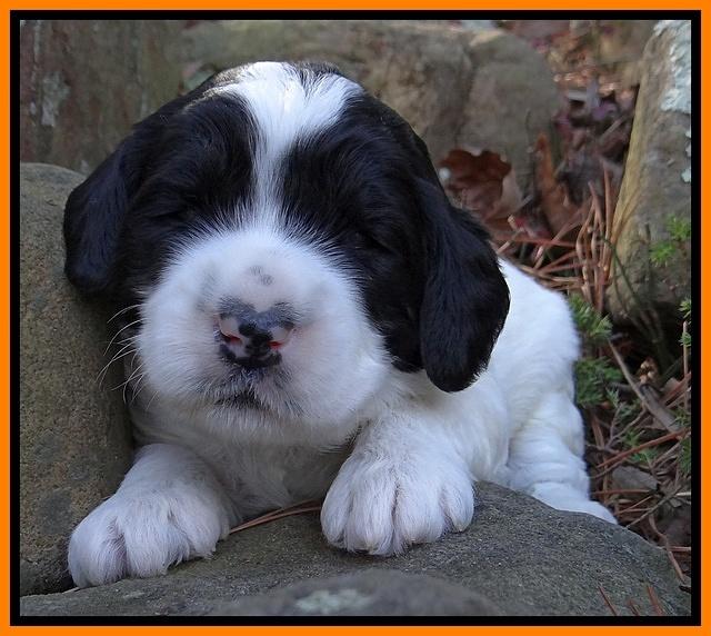 Dawn Rugby pups 3 wks old 191