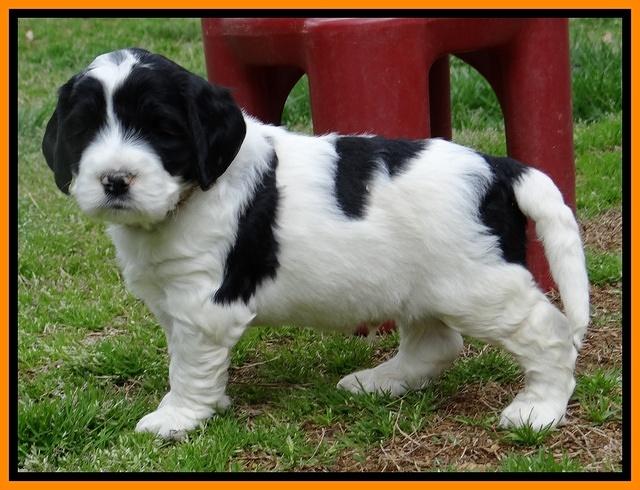 Dawn Rugby pups 5 wks old 391