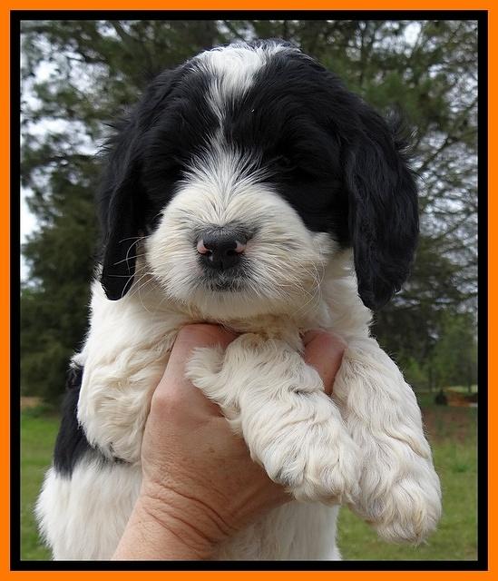 Dawn Rugby pups 7 wks old 141