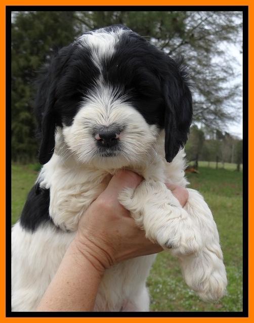 Dawn Rugby pups 7 wks old 151