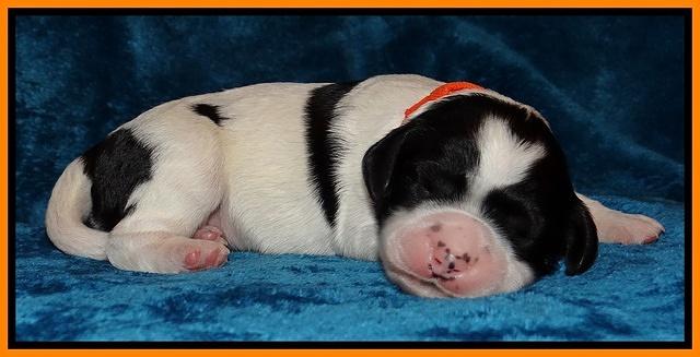 Dawn Rugby pups one week old 131