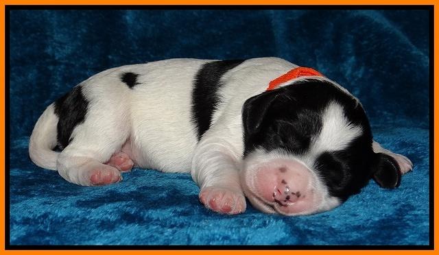 Dawn Rugby pups one week old 141