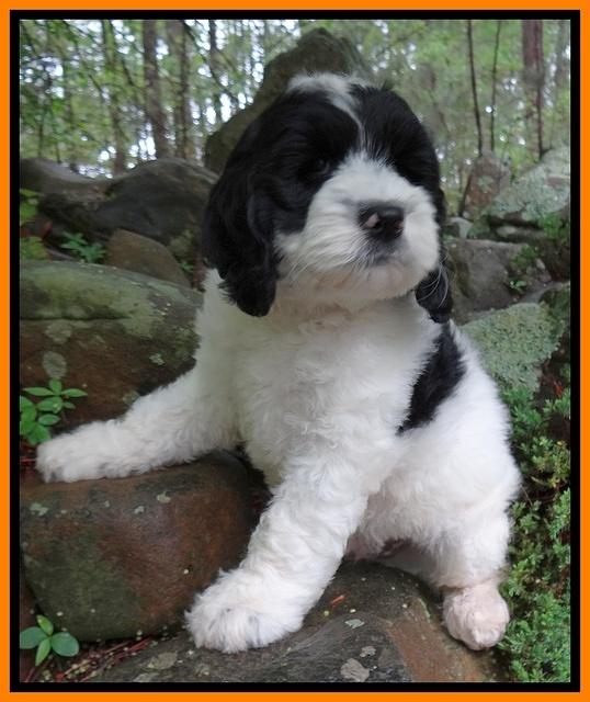 Dawn rugby pups 8 wks old1 10000
