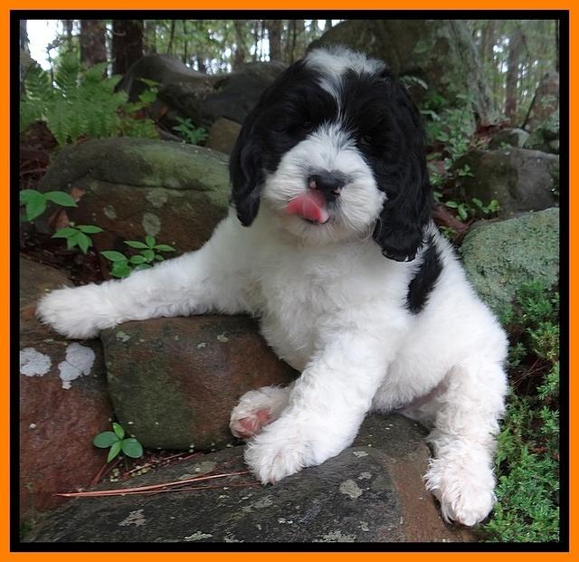 Dawn rugby pups 8 wks old4 10000