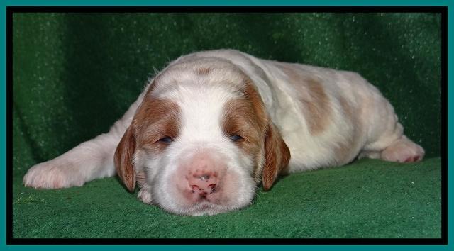 Dawn Rugby pups 2 wks old 171