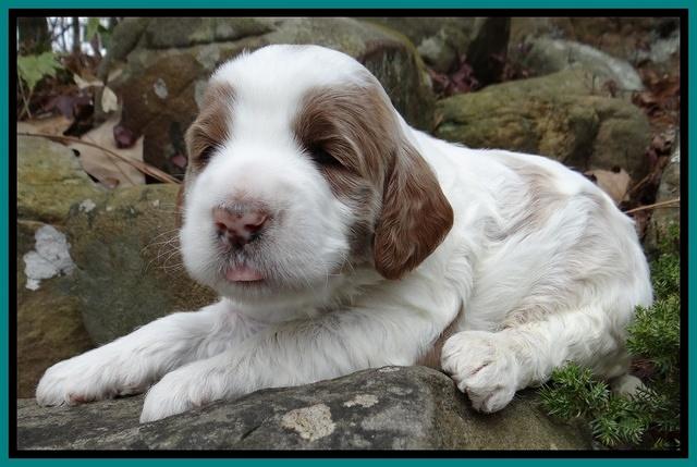 Dawn Rugby pups 3 wks old 241