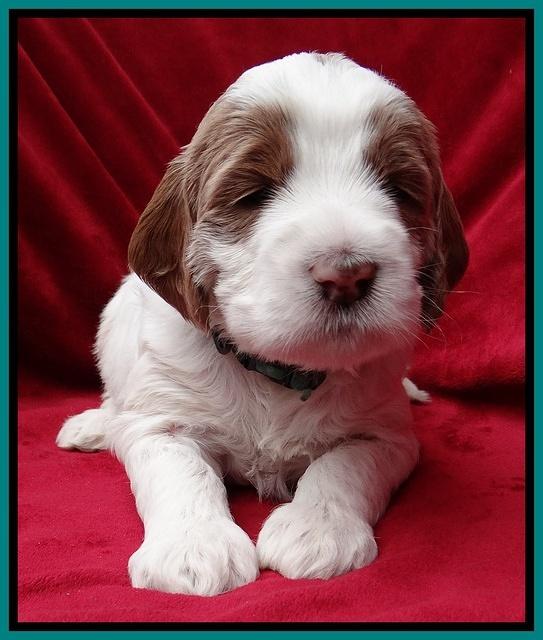 Dawn Rugby pups 4 wks old 201