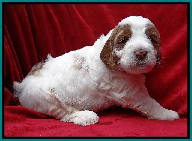 Dawn Rugby pups 4 wks old 211