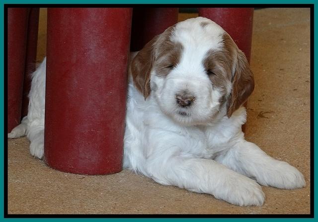 Dawn Rugby pups 5 wks old 401