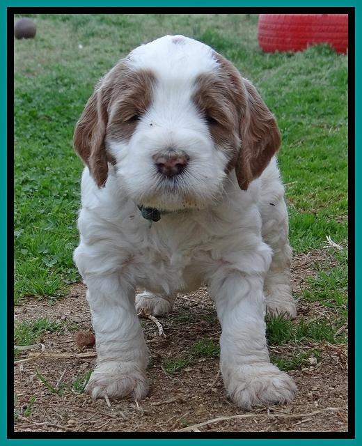 Dawn Rugby pups 5 wks old 411