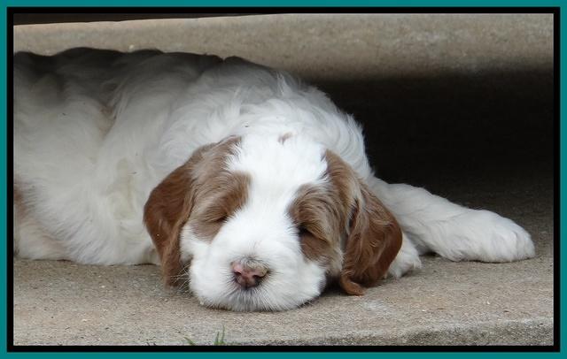 Dawn Rugby pups 5 wks old 451
