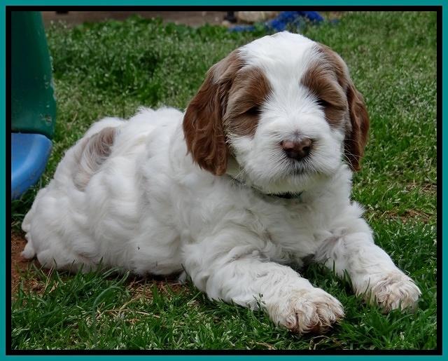 Dawn Rugby pups 6 wks old 341
