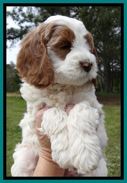 Dawn Rugby pups 7 wks old 161