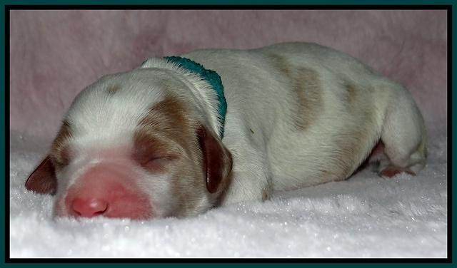Dawn Rugby pups newborn 181