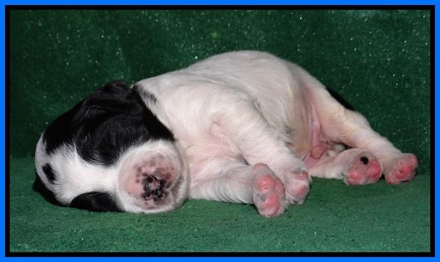 Dawn Rugby pups 2 wks old 231