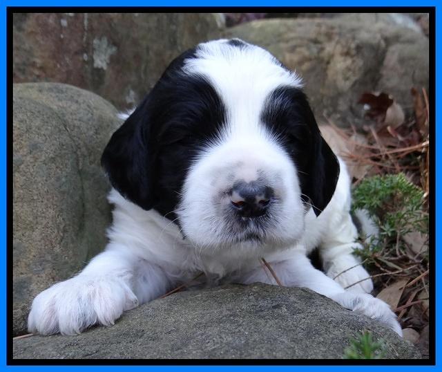 Dawn Rugby pups 3 wks old 261