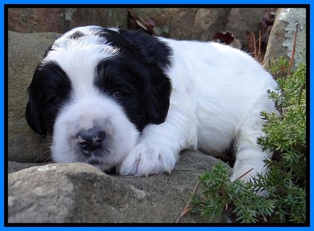 Dawn Rugby pups 3 wks old 271