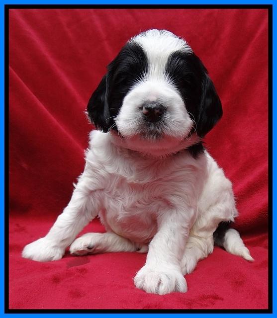 Dawn Rugby pups 4 wks old 231