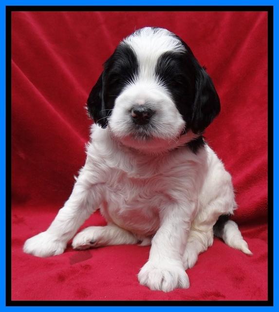 Dawn Rugby pups 4 wks old 251