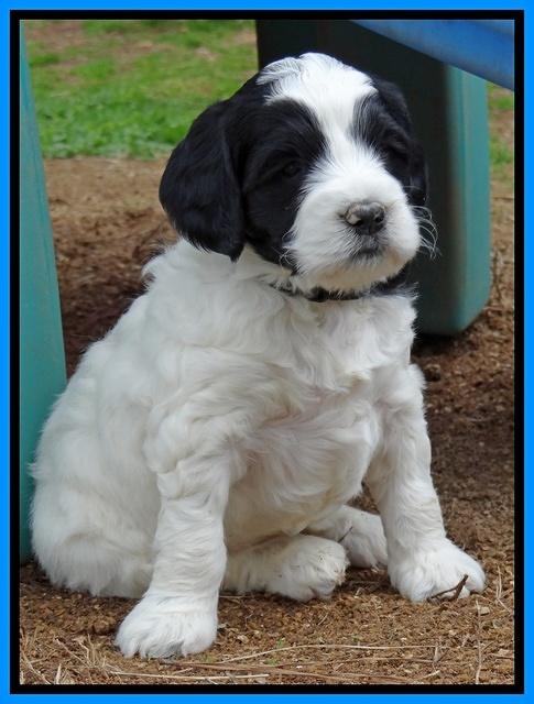 Dawn Rugby pups 5 wks old 461