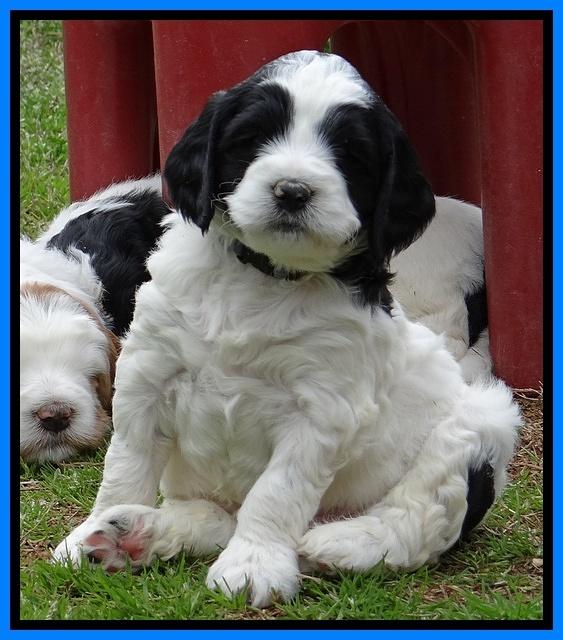 Dawn Rugby pups 5 wks old 471