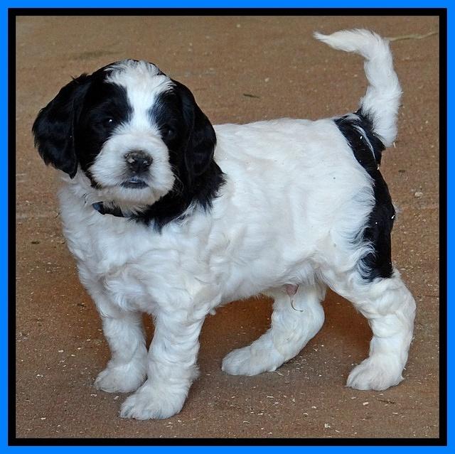 Dawn Rugby pups 5 wks old 491