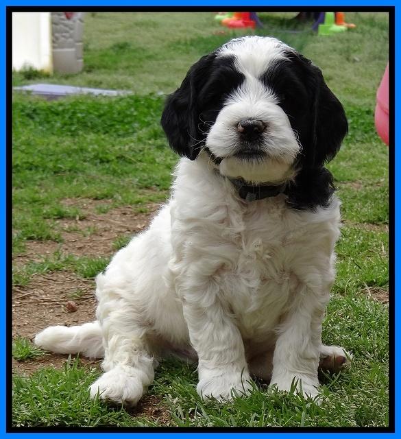 Dawn Rugby pups 6 wks old 371