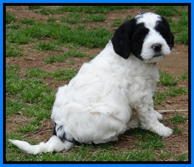 Dawn Rugby pups 6 wks old 391