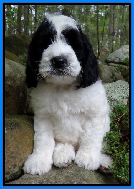 Dawn Rugby pups 8 wks old 221