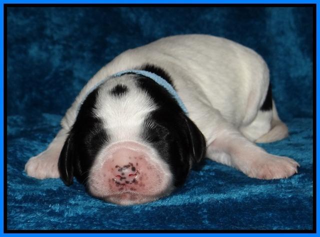 Dawn Rugby pups one week old 181