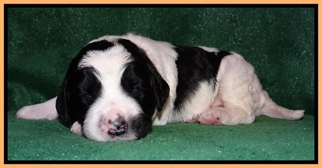 Dawn Rugby pups 2 wks old 181