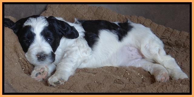 Dawn Rugby pups 5 wks old 511