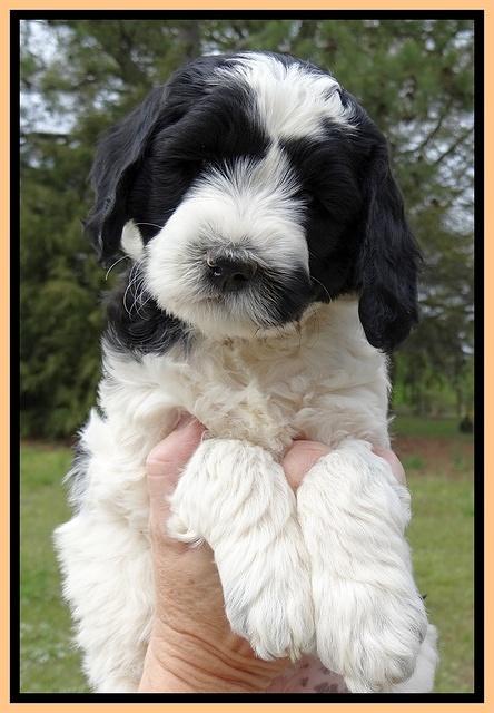 Dawn Rugby pups 7 wks old 211