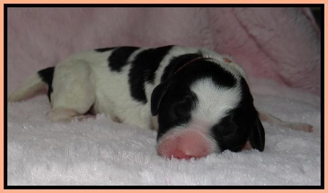Dawn Rugby pups newborn 221