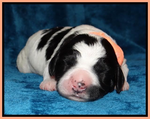 Dawn Rugby pups one week old 191