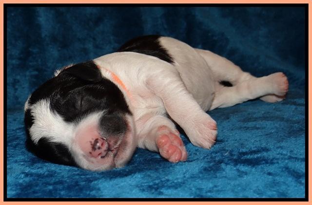 Dawn Rugby pups one week old 201