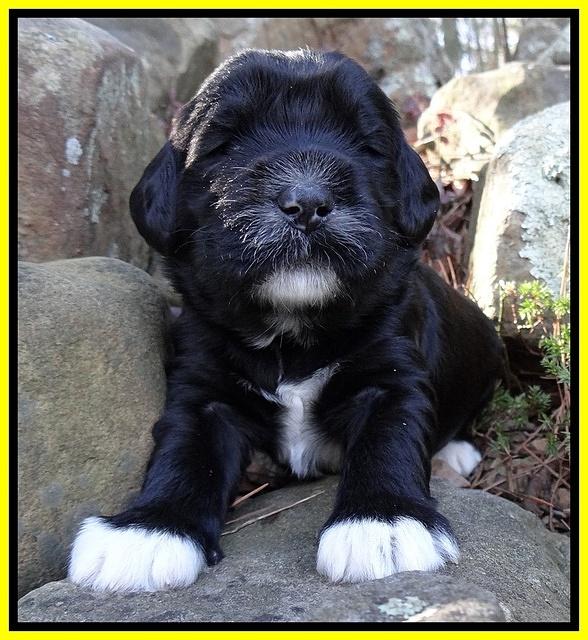 Dawn Rugby pups 3 wks old 301