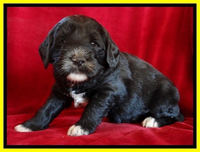 Dawn Rugby pups 4 wks old 291