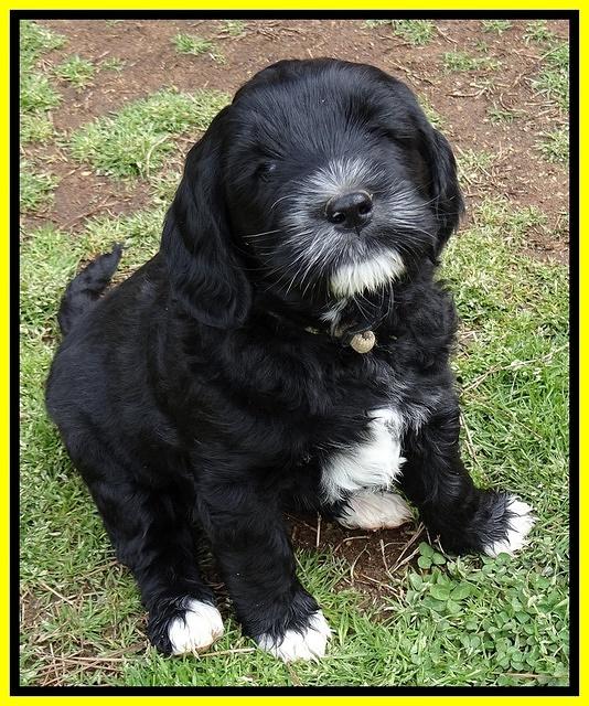 Dawn Rugby pups 6 wks old 481