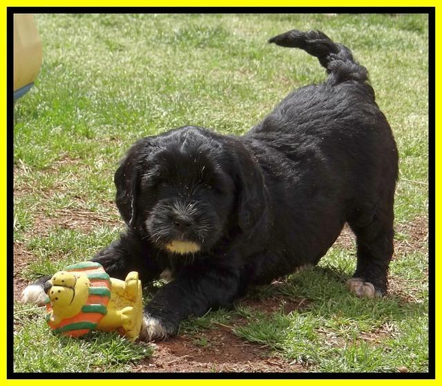 Dawn Rugby pups 6 wks old 501