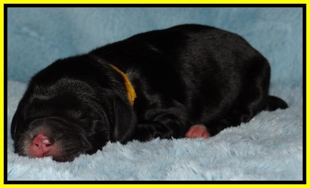 Dawn Rugby pups newborn 241