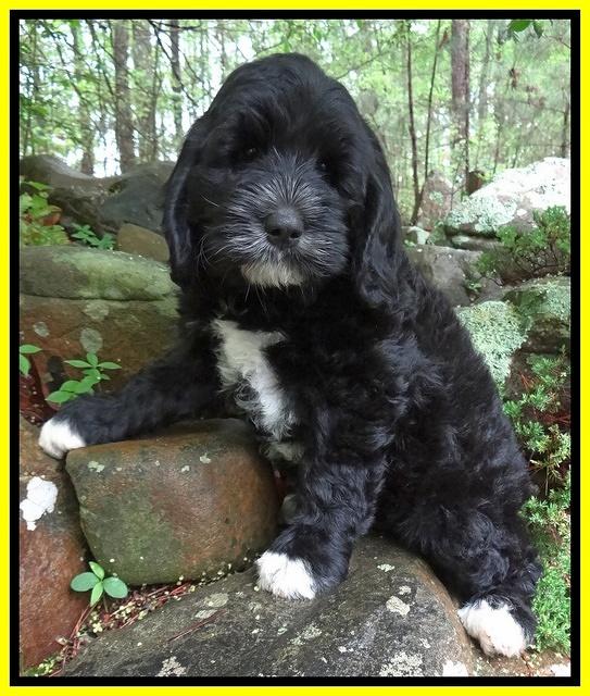 Dawn rugby pups 8 wks old7 10000