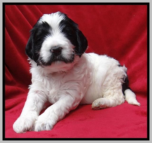 Dawn Rugby pups 4 wks old 311