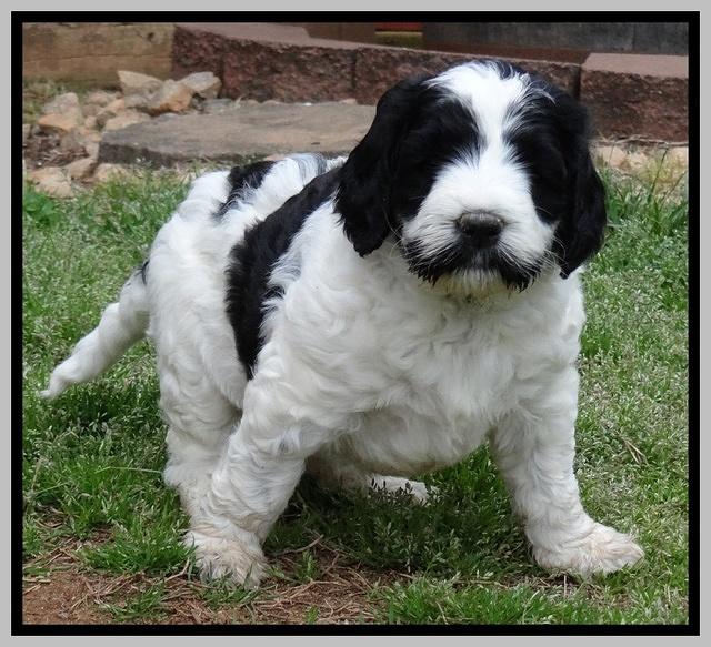 Dawn Rugby pups 6 wks old 511